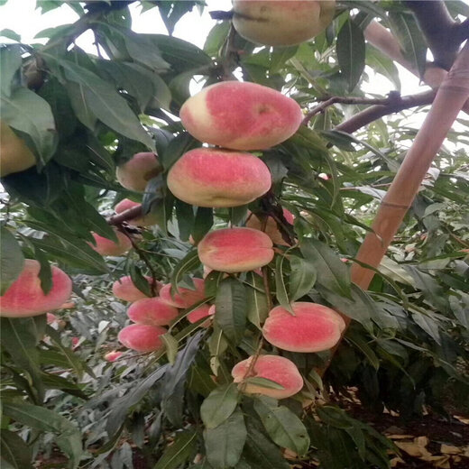 泸州出售3公分水蜜桃详细简介